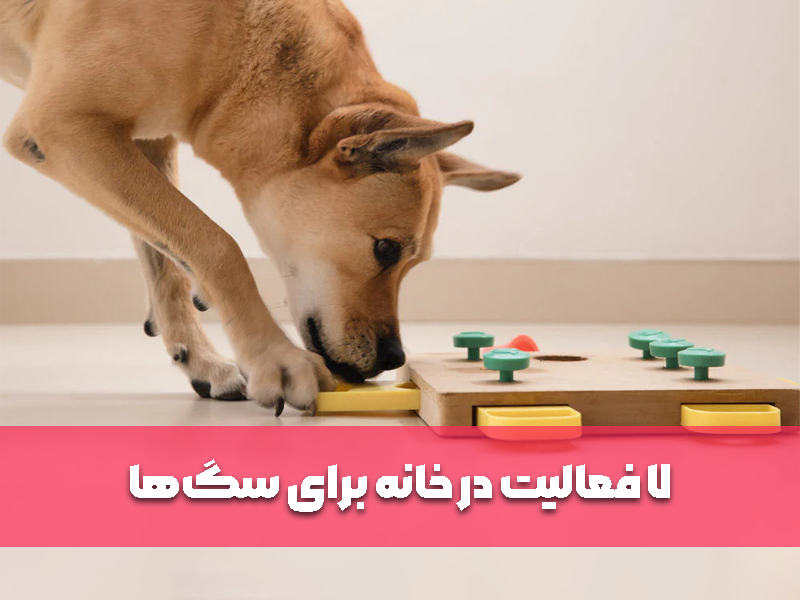 7 فعالیت در خانه برای سگ‌ها